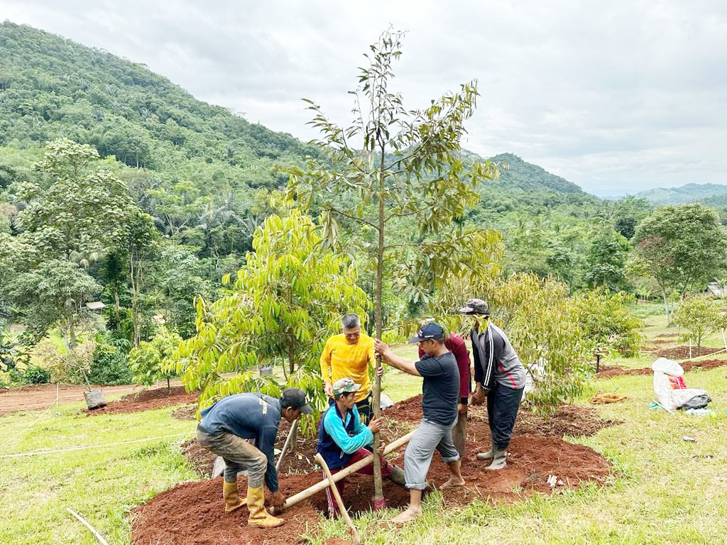 Dijual Lahan Kebun Durian Premium Bukit Samara di Cikalongkulon Cianjur Dekat Waduk Cirata, Alun-Alun Cikalongkulon Cianjur